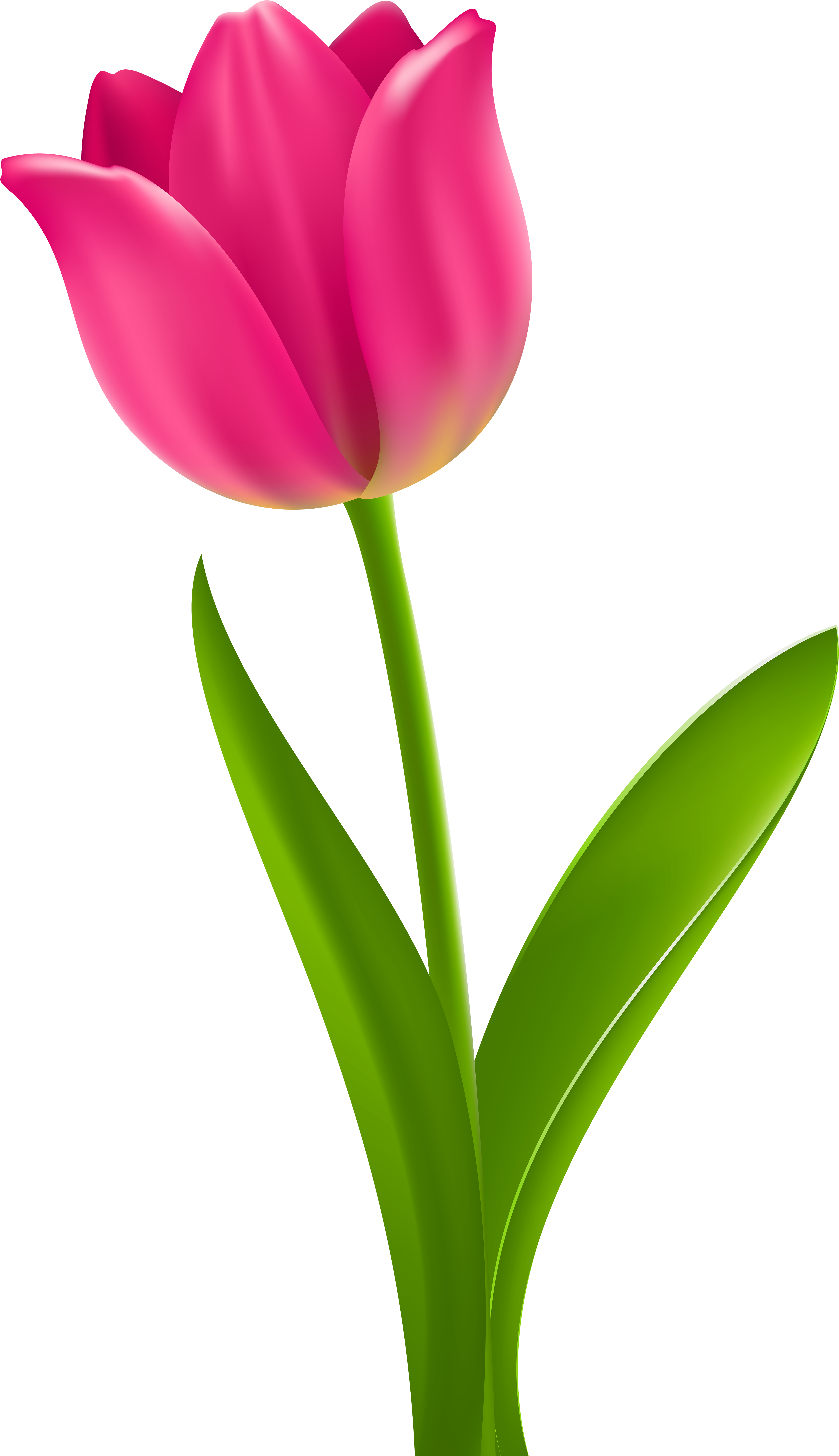 Tulip Flower Desktop Wallpaper Clip Art - Tulip Clipart (4651x8000), Png Download