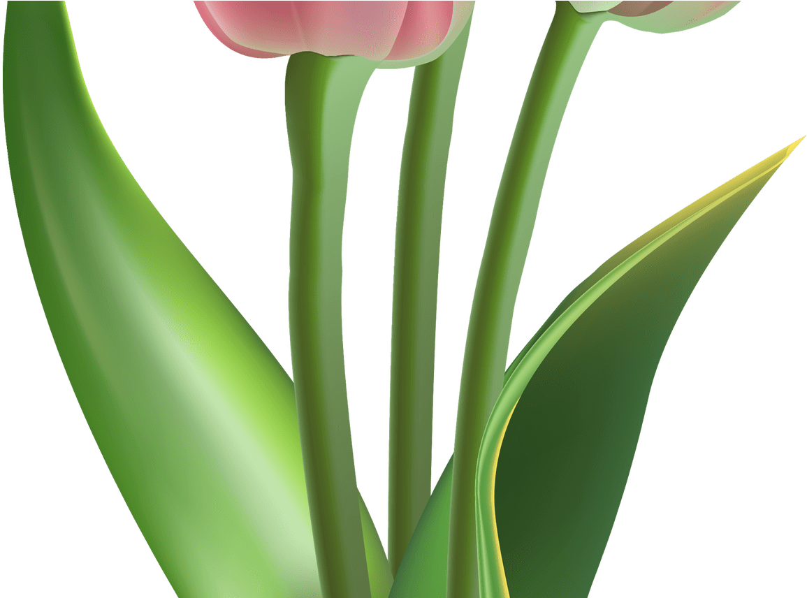 Red Transparent Tulips Flowers Clipart 10pcs Tulip - Tulip (1368x855), Png Download
