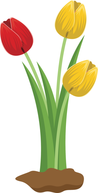 Tulip Cut Flowers Floral Design Petal - Tulips Flower Clipart (382x749), Png Download