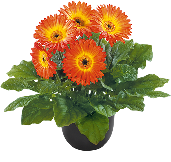 Flori Line Gerbera Midi Fireball Bc - Transvaal Daisy (600x600), Png Download