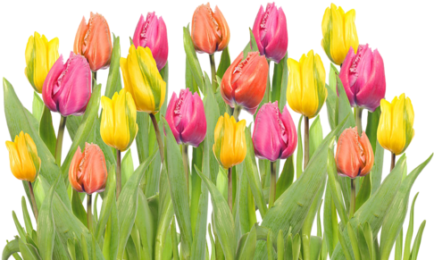 01 - Tulipanes De Colores Png (500x304), Png Download