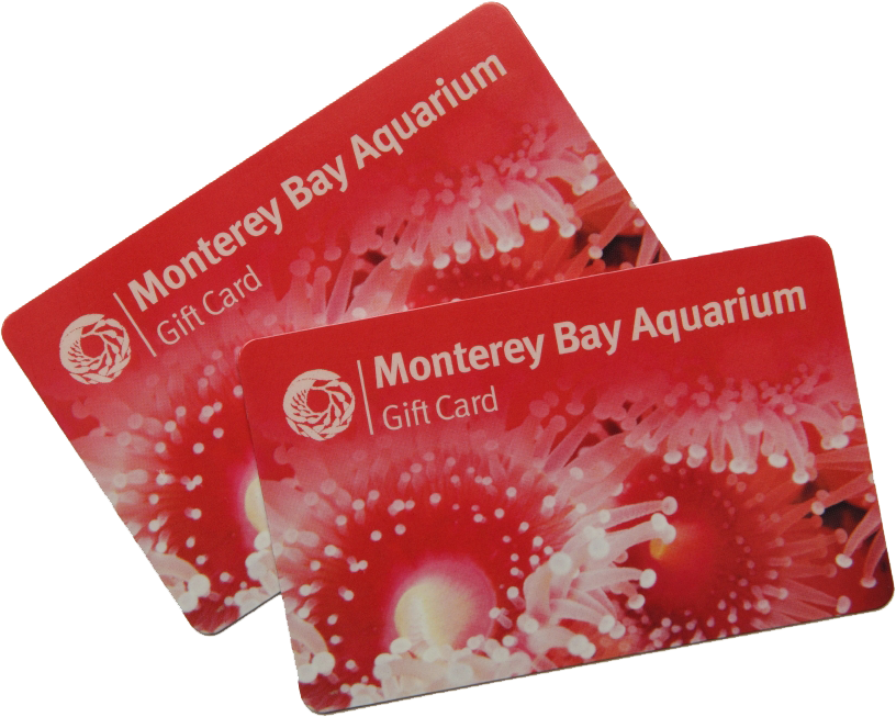 Las Tarjetas Pueden Tener Cualquier Valor Entre $10 - Monterey Bay Aquarium (816x653), Png Download