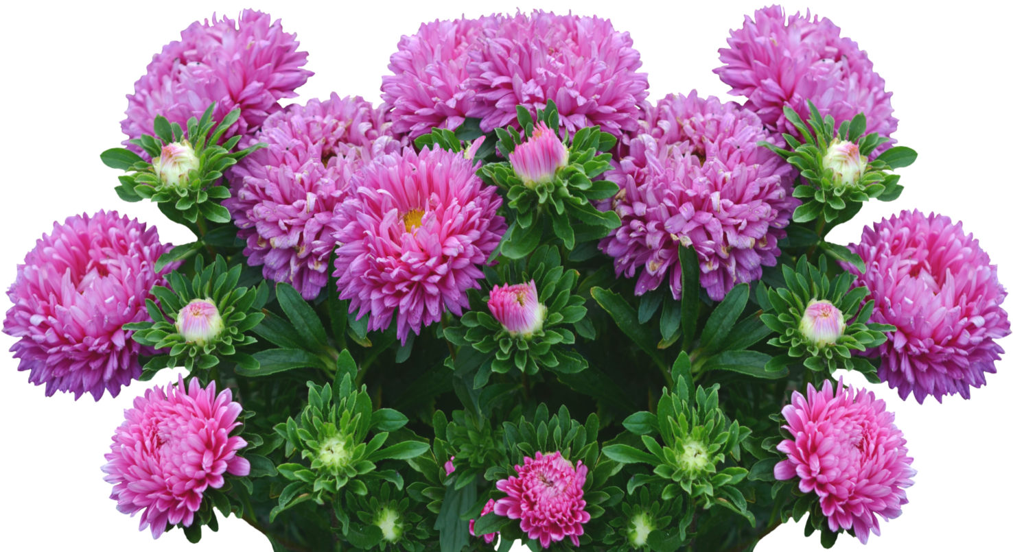 Asters Autumn Flowers Purple Fall Asters - Aster Plant Png (1560x1175), Png Download