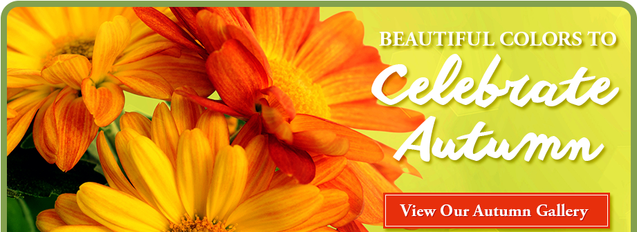 African Daisy (960x362), Png Download