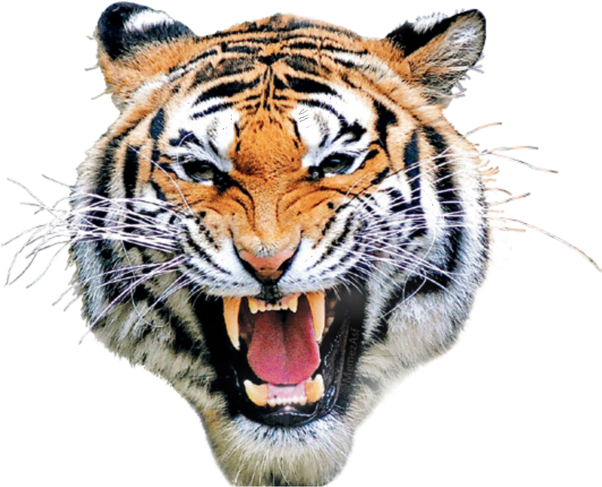 Atiger Shirt Square Sticker 3" X 3" (1024x1024), Png Download