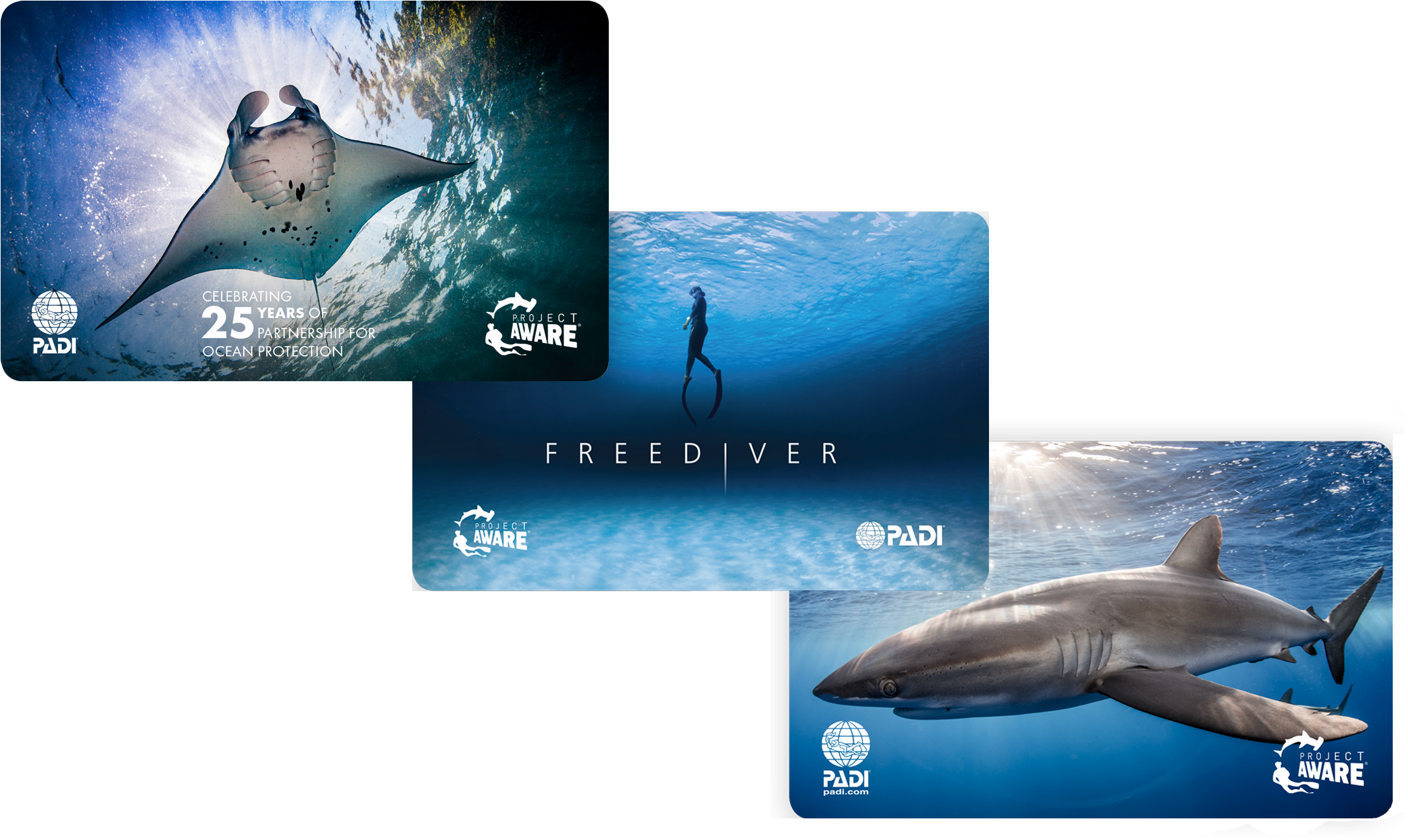 Image Of 2018 Limited Edition Padi Cards Supporting - Great White Shark (2500x1600), Png Download