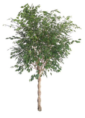 Ficus Benjamina - Aspen Tree Cut Out (326x450), Png Download