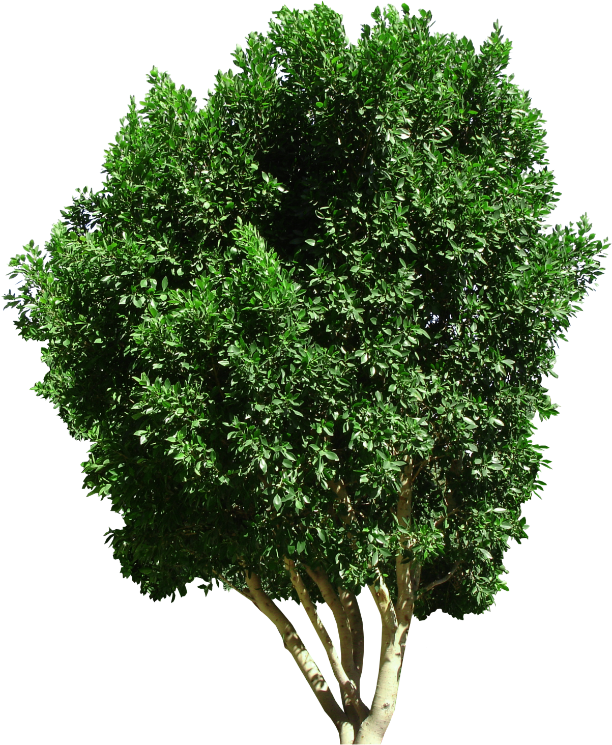 Ficus Nitida Multi-trunk - Plan View Of A Tree (1202x1500), Png Download