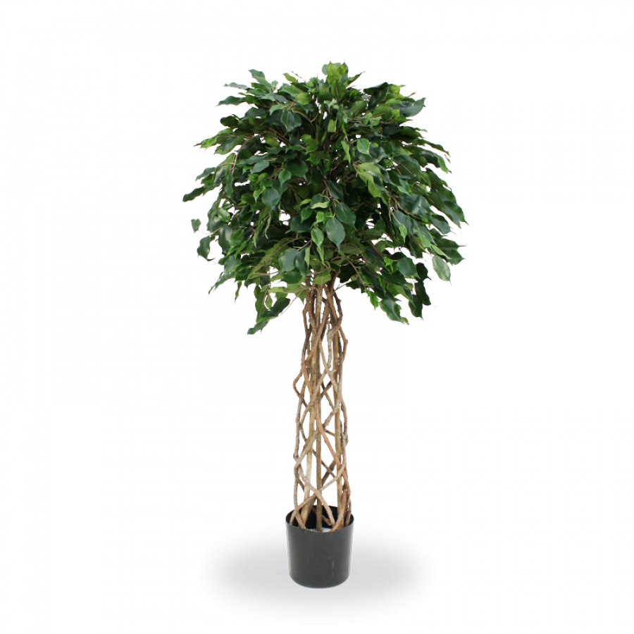 Natural Looking Artificial Ficus Exotica 150 Cm - Ficus Exotica 150 Cm Kunst Bol Op Stam (900x900), Png Download