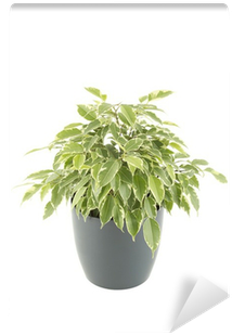 Fig Trees (400x400), Png Download