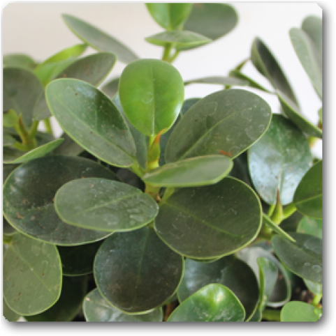 Ficus Varieties (650x489), Png Download