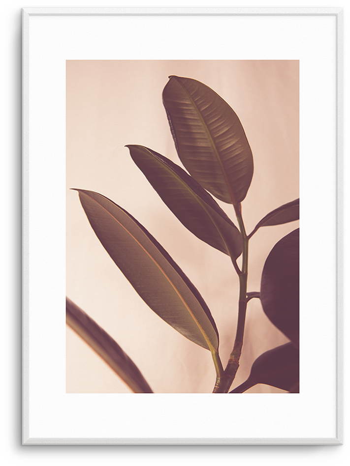 Blushing Ficus No I - Twig (937x1181), Png Download