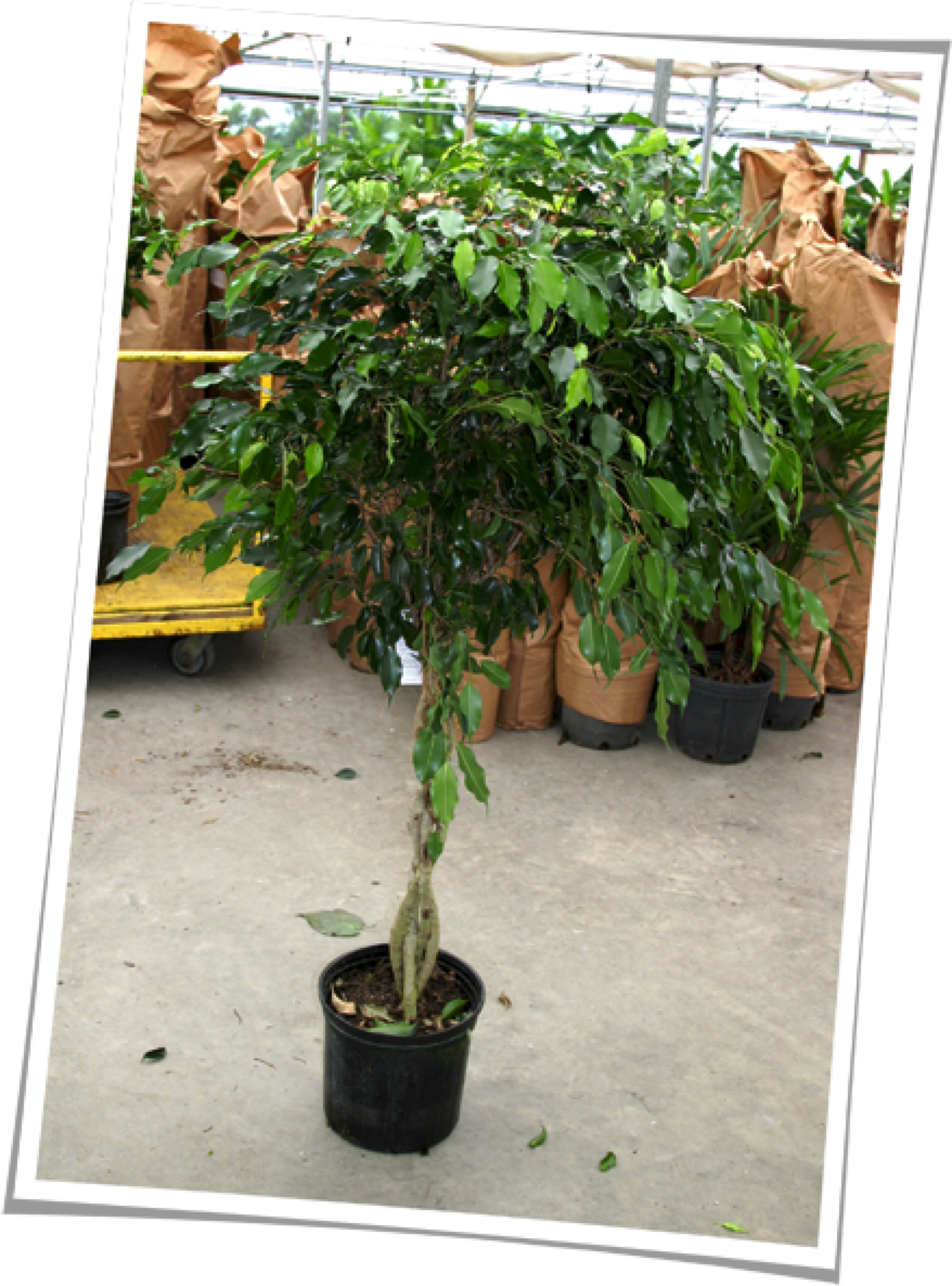 The Ficus Tree, Ficus Benjamina, Is An Indoor Tree - Flowerpot (878x1186), Png Download