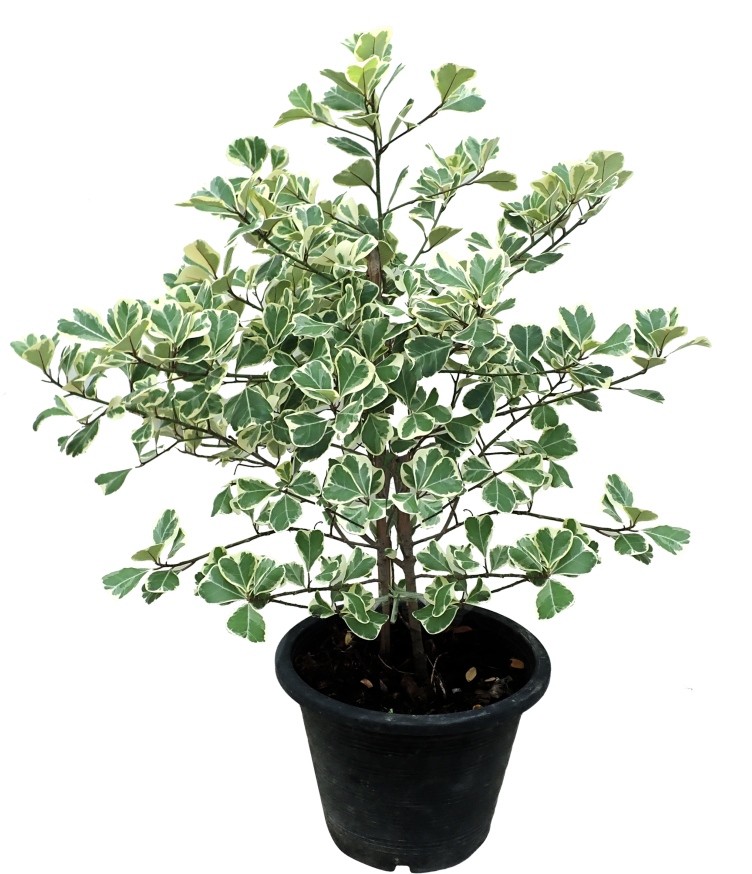 Weeping Fig (910x1155), Png Download