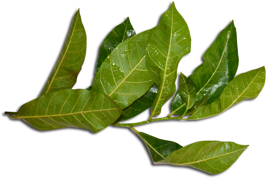Ficus Septica X Hispida Foliage - Ficus Septica (567x364), Png Download