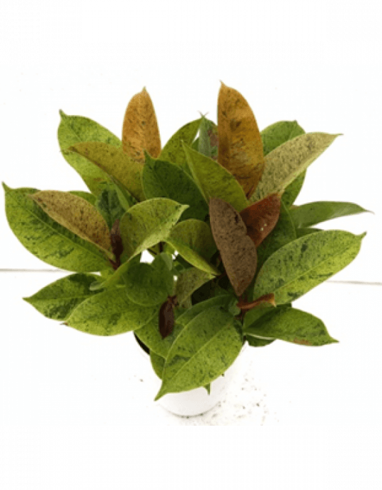 Ficus Elastica Schrijveriana Mix Color Plant With Fertilizer - Rubber Fig (540x693), Png Download