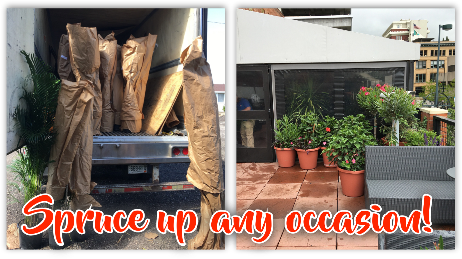 Assorted Larger Foliage Available Upon Request Up To - Backyard (1600x900), Png Download