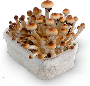Magic Mushroom Humor (370x357), Png Download