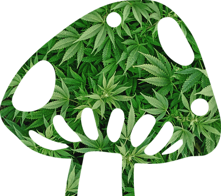 Magic Mushroom - Cafepress Marijuana Plant Potholder (431x384), Png Download