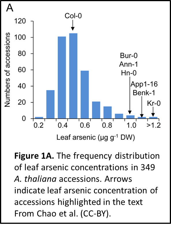 Developing T Picture2 - Arsenate Reductase (donor) (593x779), Png Download