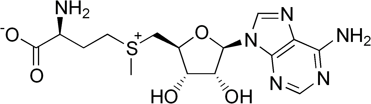 S-adenosylmethionine, A Source Of Methyl Groups In - S Adenosyl Methionine (1555x439), Png Download