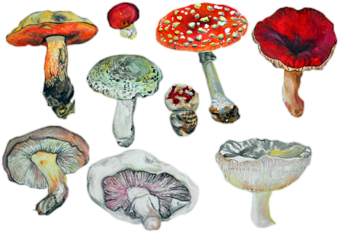 “ ~~ T R A N S P A R E N T ~~ Mushrooms Not My Pic, - Mushroom Tumblr Png (500x350), Png Download