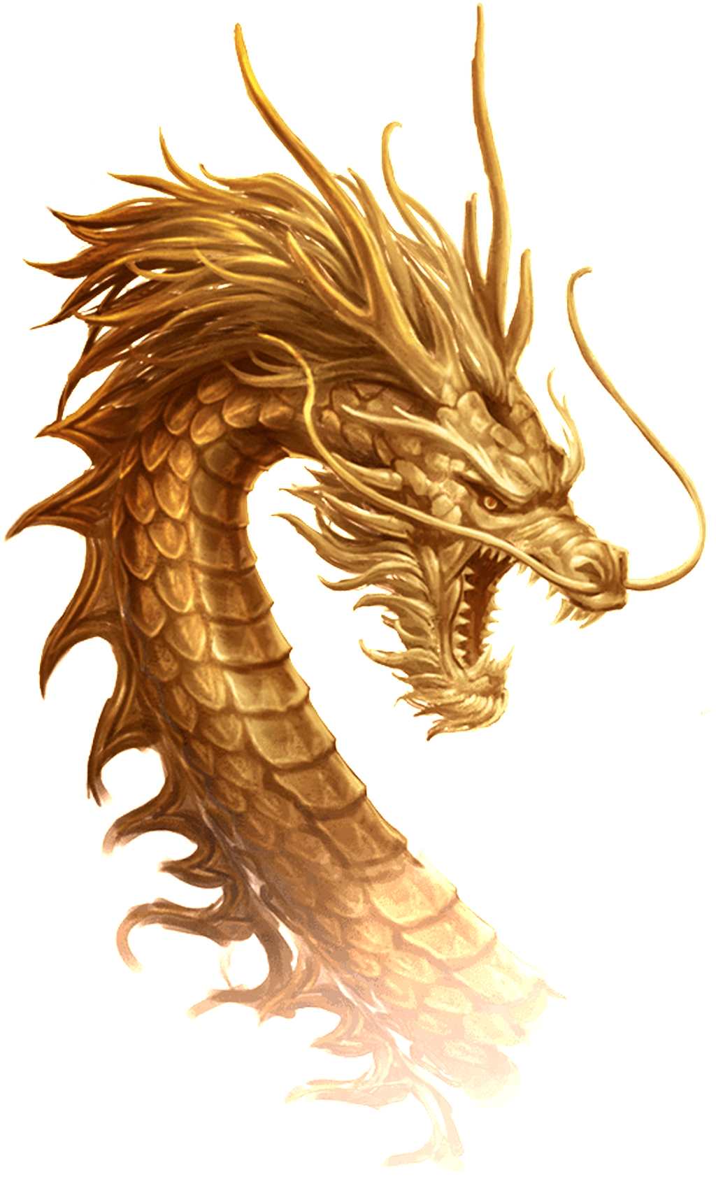 Golden Dragon Transparent Illustration - Chinese Dragon (1024x1696), Png Download
