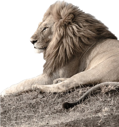 Surveying The Kingdom - Lion Of Judah (500x750), Png Download