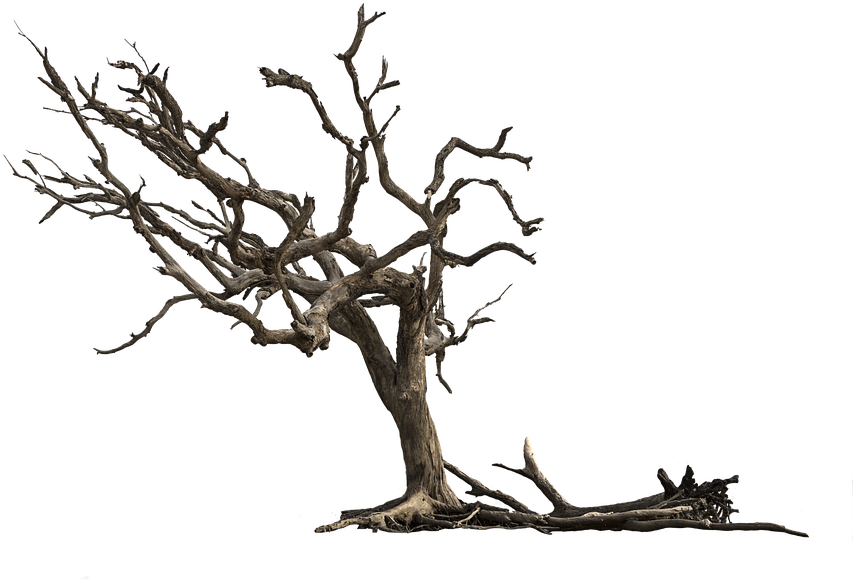 Tree, Aesthetic, Nature, Isolated, Gnarled, Branches - Ranting Pohon Kering Png (960x640), Png Download