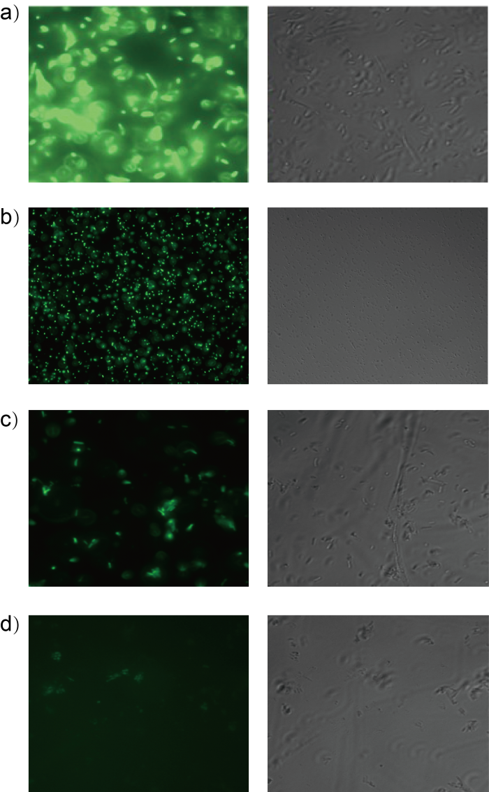 3 Orthogonality Test Under Fluorescence Microscope - Pattern (700x1134), Png Download