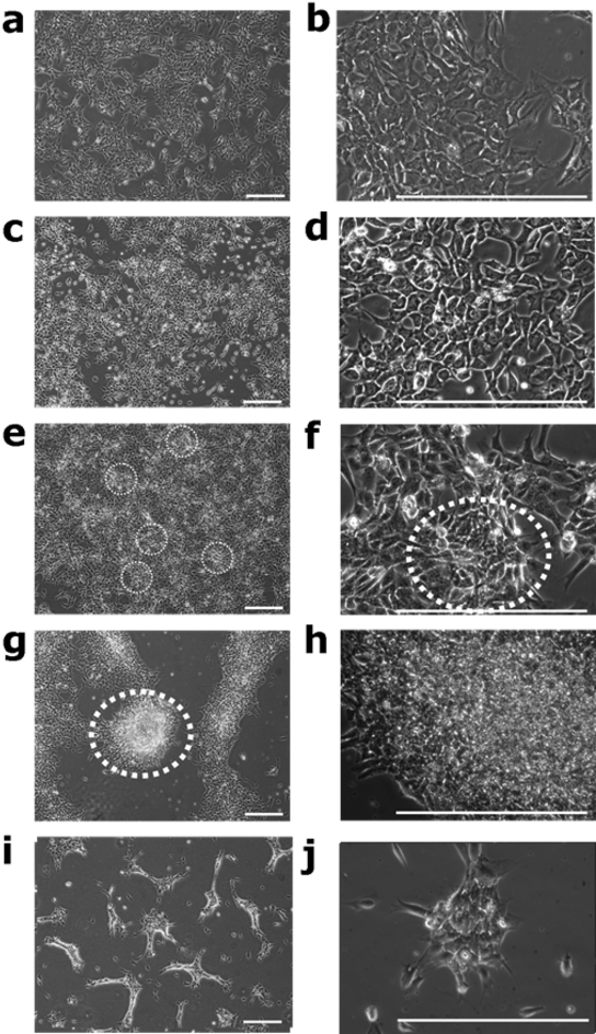 Figure - Transmission Electron Microscopy (552x954), Png Download