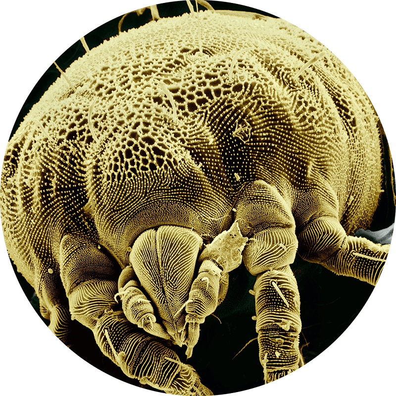 Ácaros En El Colchón - Does A Tummy Bug Look Like (800x800), Png Download