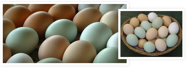 Nameeggs - Farm Fresh Eggs (650x225), Png Download