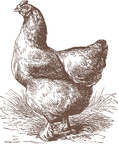 Eggs Dozen Natural - Old Chicken Illustration (496x598), Png Download