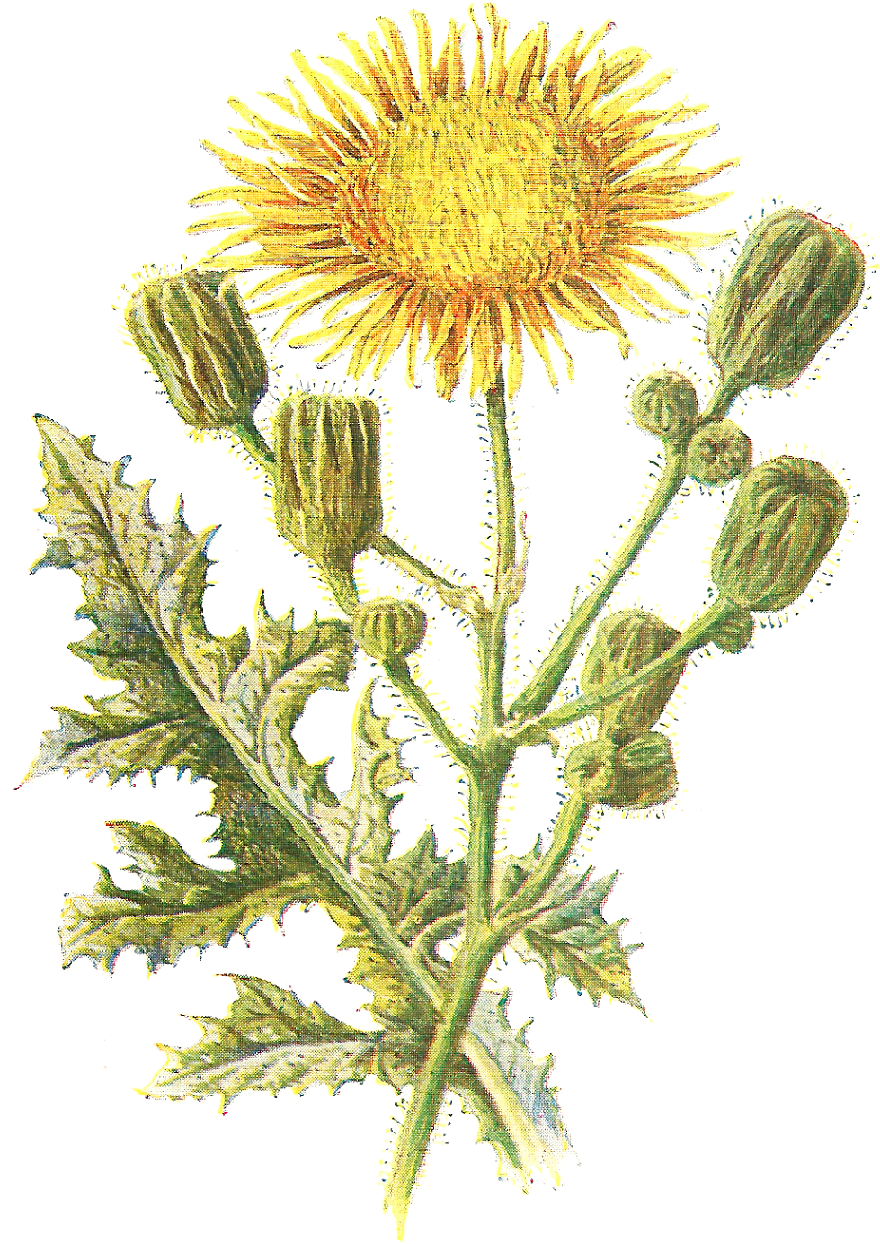 Despite This Being An Image Of A Wildflower, It Most - Corn Sow Thistle (1213x1600), Png Download
