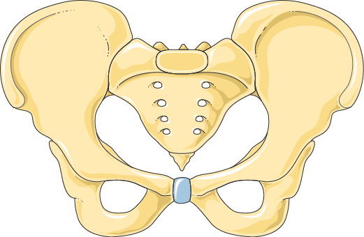 Download The Image - Pelvis (521x340), Png Download