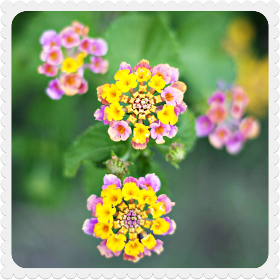 So Here Are Some Pretty Flowers On A Lantana Plant - Lantana Camara (550x550), Png Download