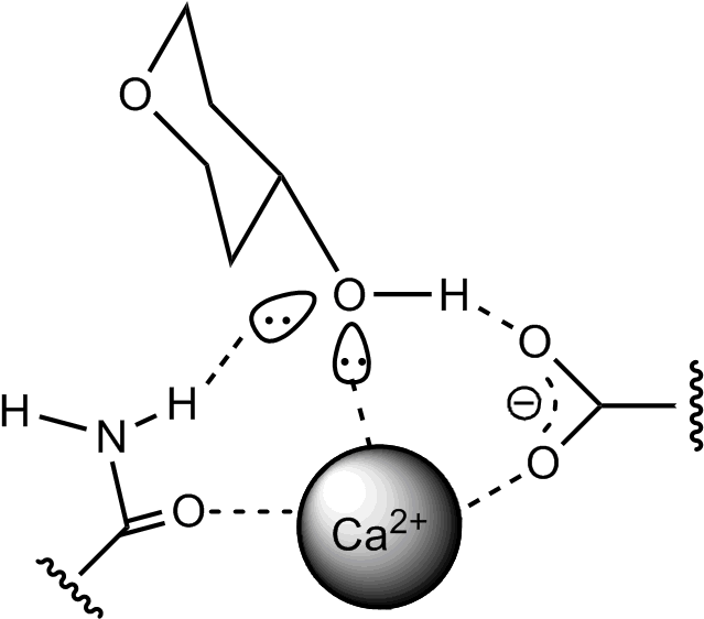 Protein Carbohydrate Binding - Lectin Carbohydrate Lingant Protein (658x581), Png Download