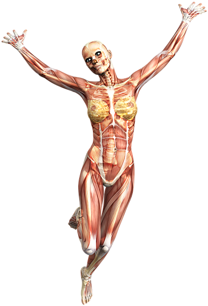 Anatomy, Female, Muscles, Skeleton, Tissue - Muscle Skeleton (443x640), Png Download