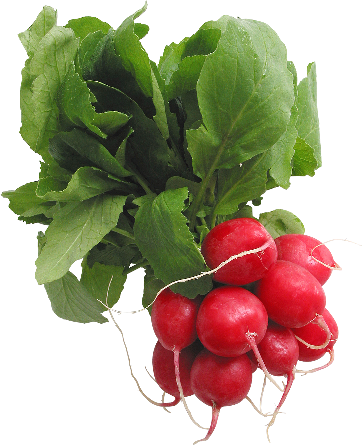 Radish Png - Smart Blonde C-617 12 X 12 Elty Metal Circular Sign (1220x1500), Png Download