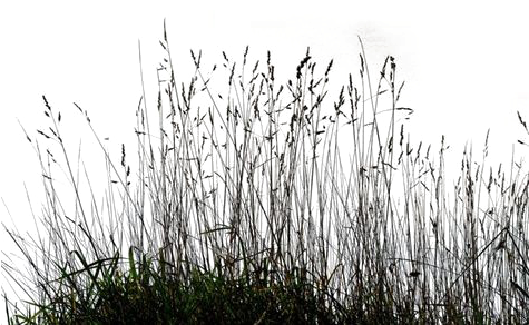 Long Grass Png Transparent Image - Grass Png For Picsart (474x315), Png Download