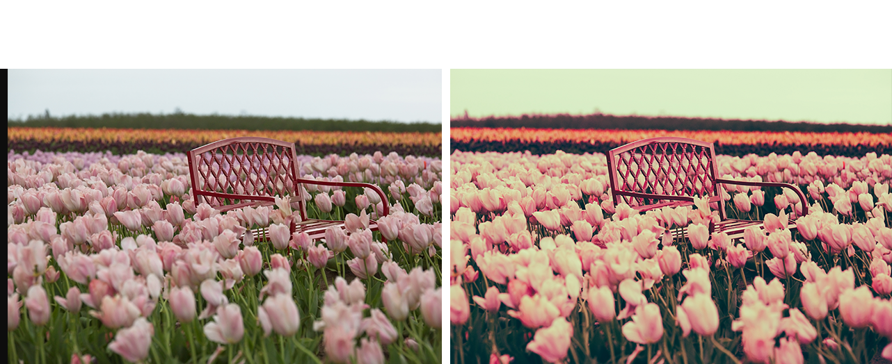 On1 Photo Raw 2019 Is An All-new Photo Editing Experience - Lady Tulip (1282x524), Png Download