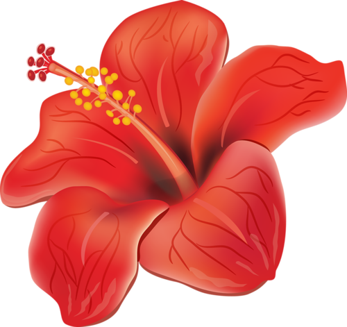 Butterfly Flowers, Flower Art, Flower Prints, Flower - Red Hibiscus Shower Curtain (500x471), Png Download