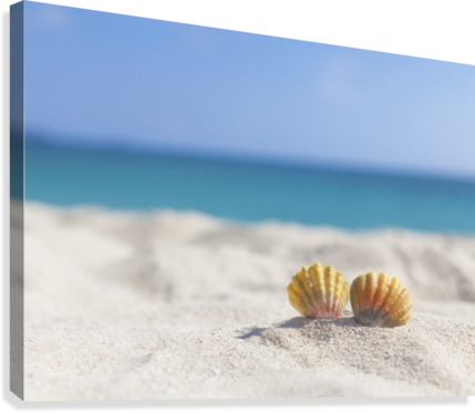 A Set Of Two Rare Rainbow Color Hawaiian Sunrise Scallop - Hawaii (429x373), Png Download