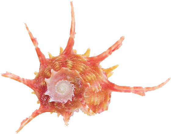 Seashell (600x478), Png Download