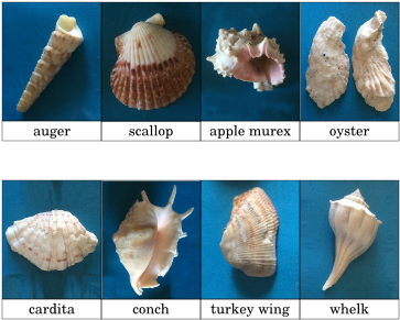 Conch (396x306), Png Download