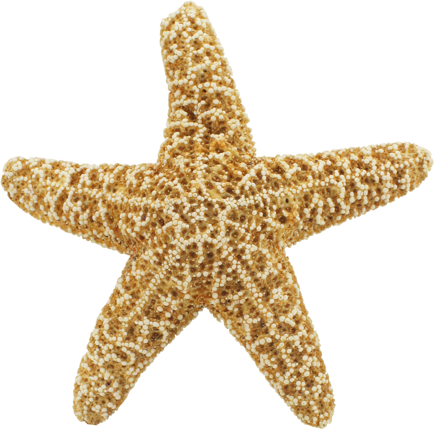 Seashells And Starfish, Ki-72 - Starfish Png (1650x1615), Png Download