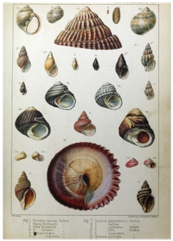 Seashell (400x400), Png Download