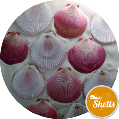 Harvest Moon Scallop Shells - Seashell (395x395), Png Download
