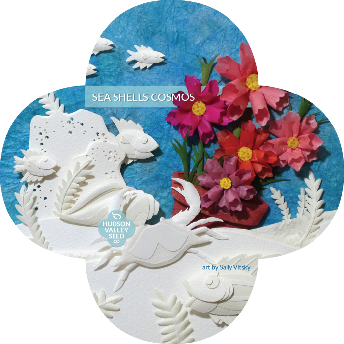 Organic Seashells Cosmos Seeds - Artificial Flower (700x699), Png Download